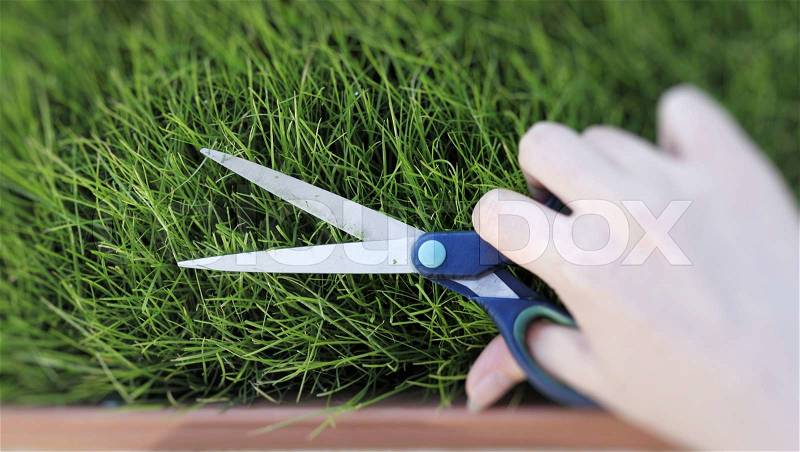 Hand cutting the grass with a pair of scissors, stock photo