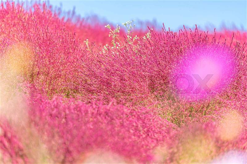 Kochia and cosmos bush with hill landscape Mountain,at Hitachi Seaside Park in autumn with blue sky at Ibaraki, Japan, stock photo