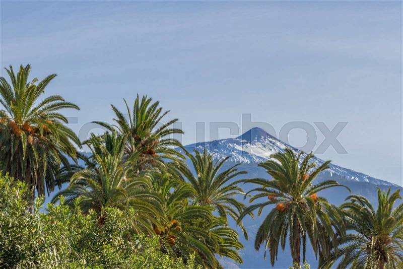Horizontal landscape image of a snow capped mountain with a palm tree in the foreground. Date palm, Spain, stock photo