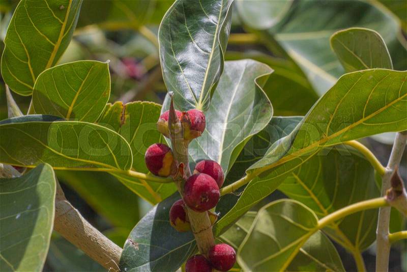 Red fruits and leaves on tree branch Ficus benjamina - commonly known as weeping fig, benjamin fig or Ficus tree , stock photo