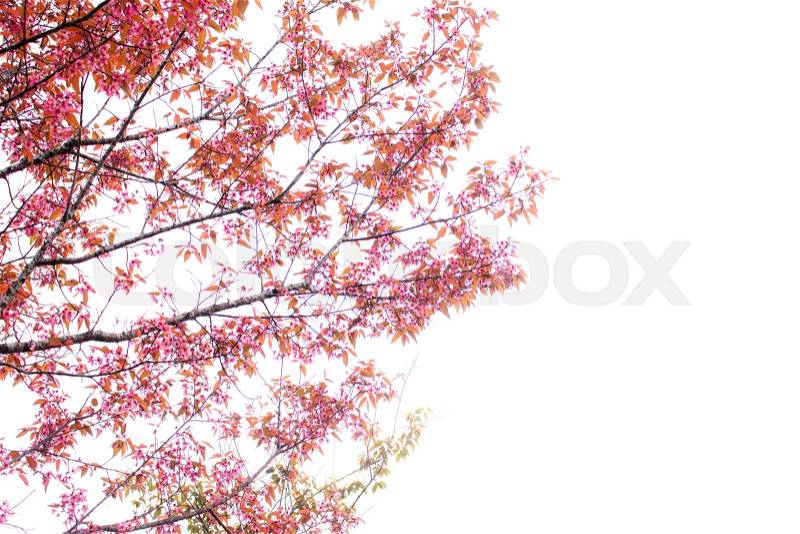 Pink sakura flowers with branches on white background, stock photo