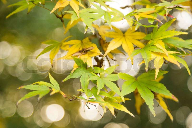 Leaves change color Fall into the winter. The leaves turn yellow, stock photo
