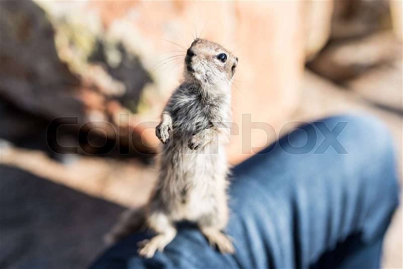 Close-up of Barbary ground squirrel sitting on a person\'s leg looking at camera, stock photo
