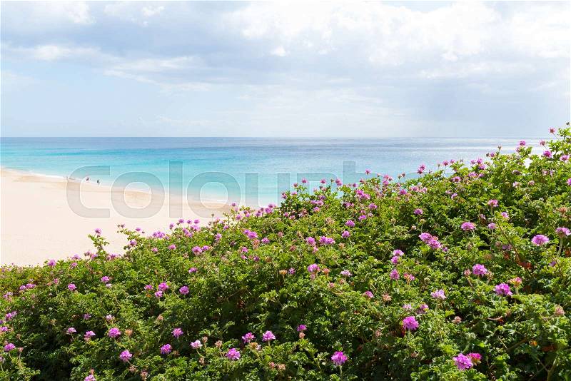 Purple blossom on bushes with people walking on wide beach with turquoise ocean in distant background on sunny day, stock photo