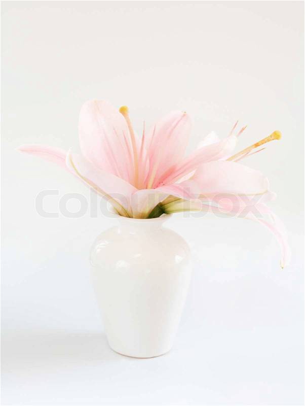 Pink flower in vase on white background, stock photo