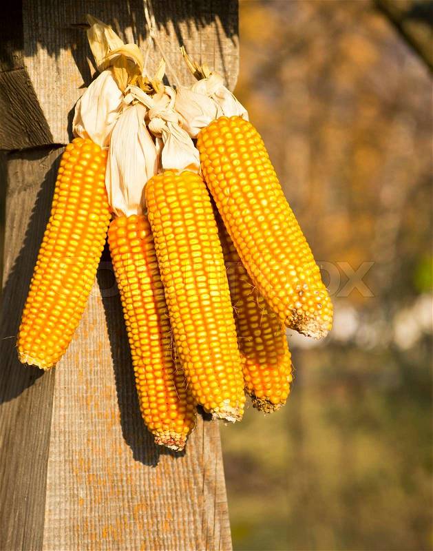 Corn on the cob at the village court, stock photo
