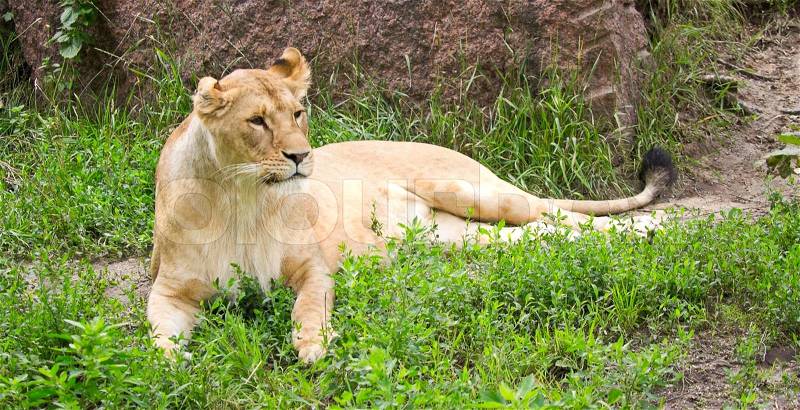 Lion in search of prey in the green meadow, stock photo