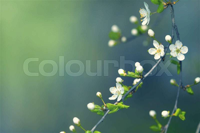 Spring flowers for background with copy space, stock photo