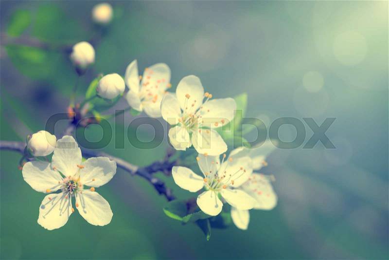 Spring flowers for background. Empty room for text, stock photo