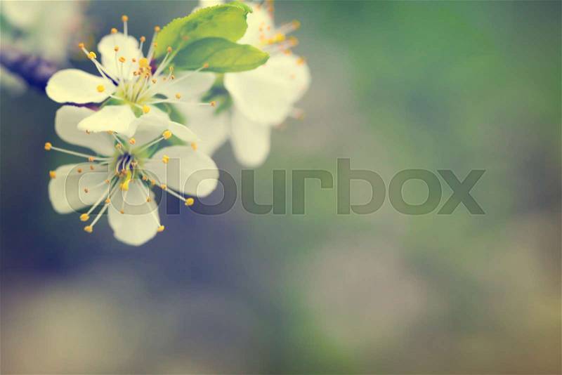 Spring flowers for background with empty room for text, stock photo
