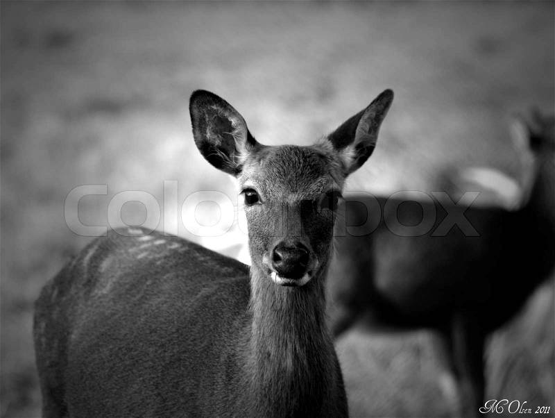 Stock image of \'Deer, Black and White, Animal\'
