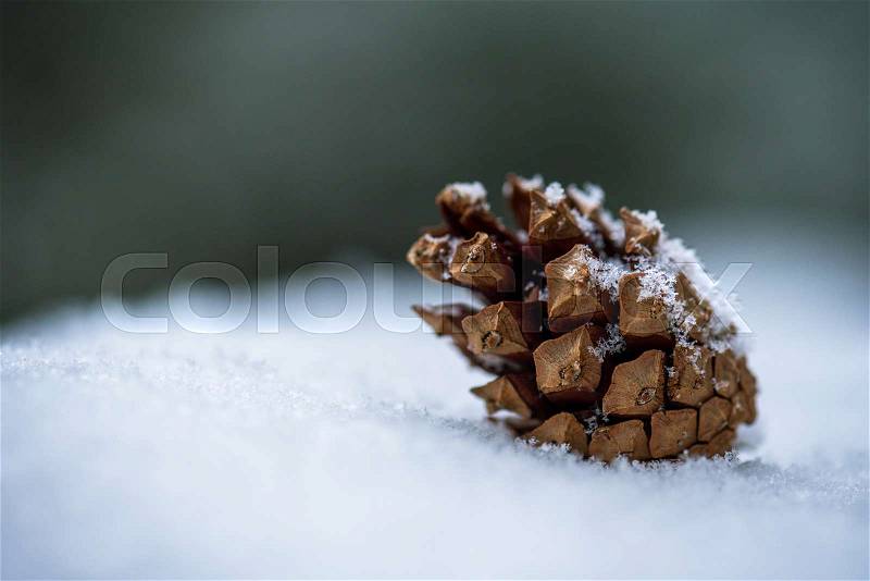 Close up pine cone on snow. winter landscape, stock photo
