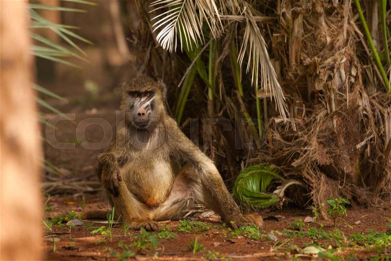 Young olive baboon sitting on the ground under the palm trees, Africa, stock photo