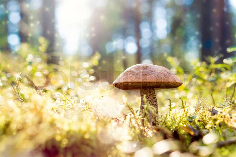 Brown mushroom in the woods. Magic forest look from dust and particles floating in the air. Sun shining. Rough-stemmed bolete, scaber stalk or birch bolete, Leccinum scabrum in Latin, stock photo