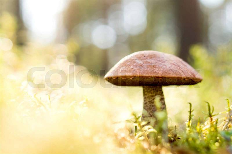 Brown mushroom in the woods. Fungus in the middle of trees and grass in forest. Sun shining. Rough-stemmed bolete, scaber stalk or birch bolete, Leccinum scabrum in Latin. Negative copy space for text, stock photo