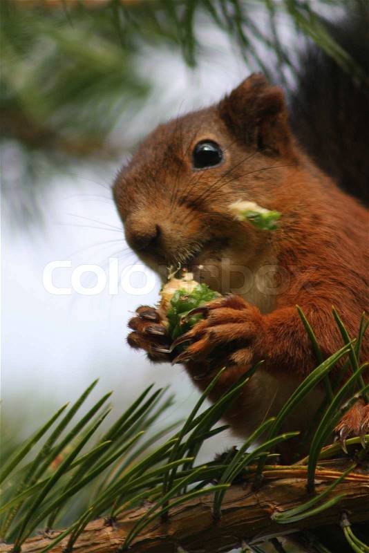 A Eurasian red squirrel is eating a pine cone, stock photo