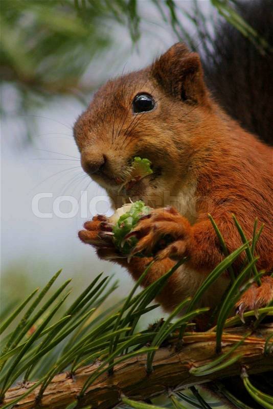 A Eurasian red squirrel is eating a pine cone, stock photo
