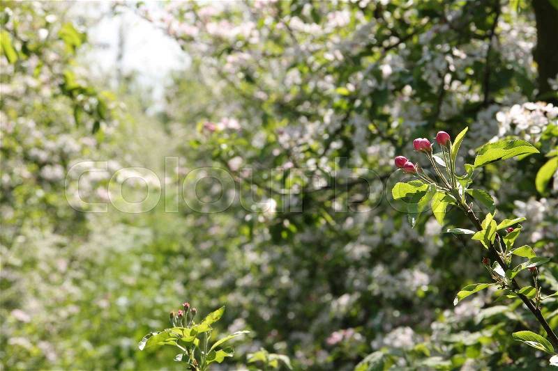 Detail, a twig with apple blossom in the orchard in the beautiful spring, stock photo