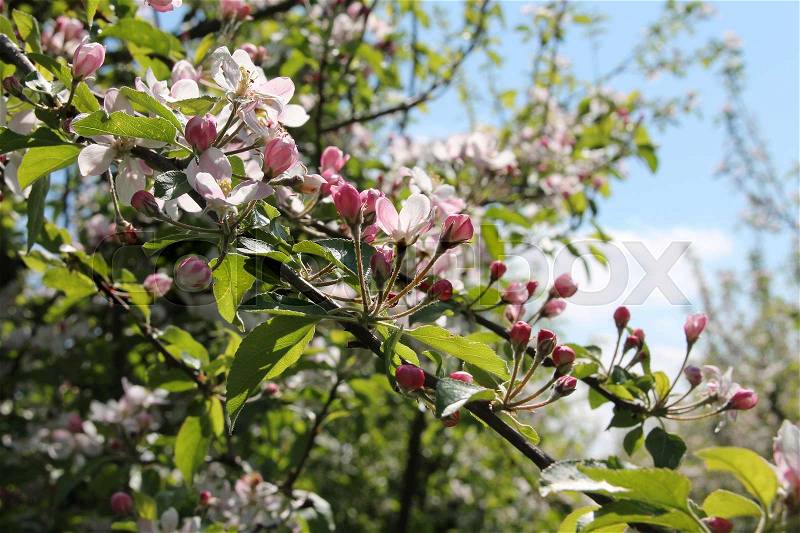 Blue sky with clouds and a twig with apple blossom in the orchard in the beautiful spring, stock photo