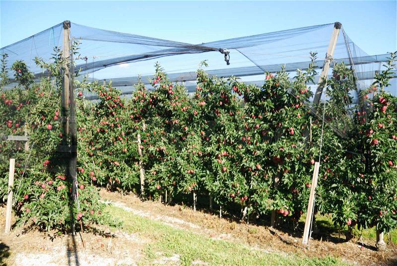Apple plantation with ripe fruits, stock photo