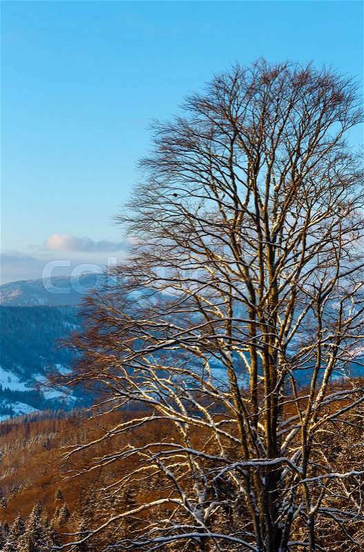 Evening twilight winter calm mountain landscape with beautiful frosting tree tops (Carpathian Mountains, Ukraine), stock photo