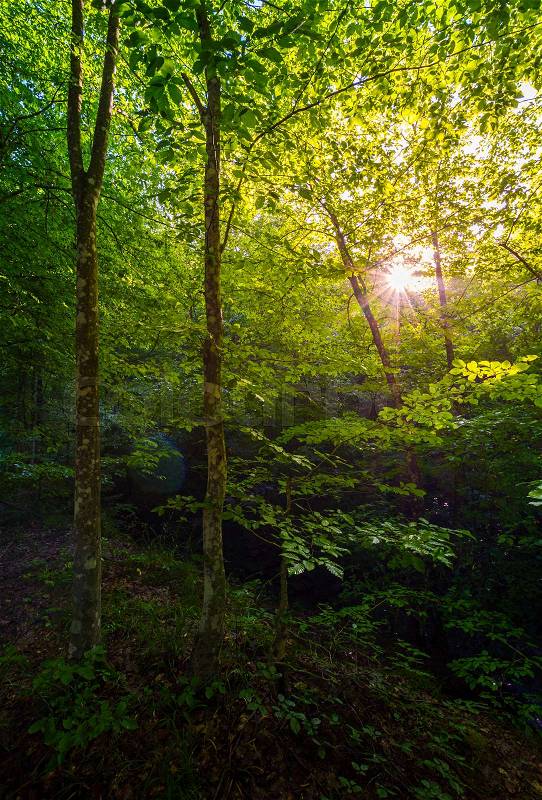 Summer forest in the morning. beautiful nature background with sun burst among the branches, stock photo