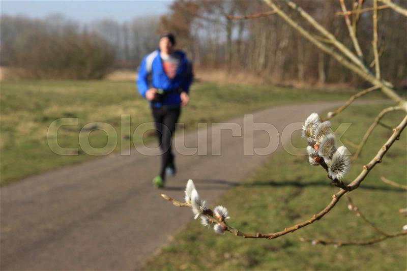 The male runner is training for the marathon and is running along a twig with catkins in the park on a sunny day in spring, stock photo