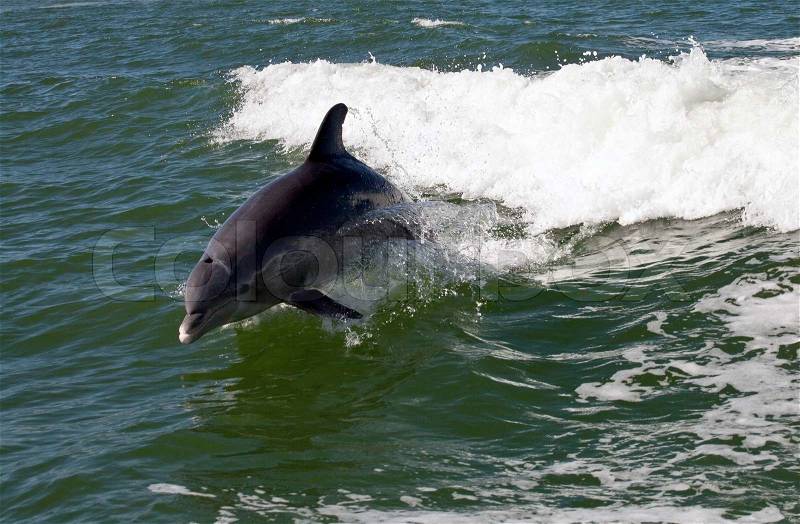 Dolphin jump, stock photo