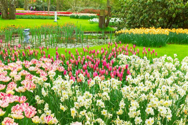 Colorful spring flowerbed in holland park Keukenhof, Netherlands, stock photo