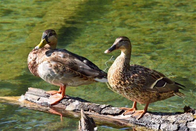A Couple of Ducks Siting down on the Tree, stock photo