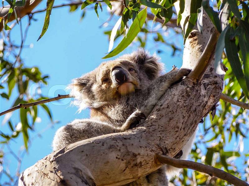 Cute Australian sleepy koala bear in its natural habitat of gumtrees, stock photo