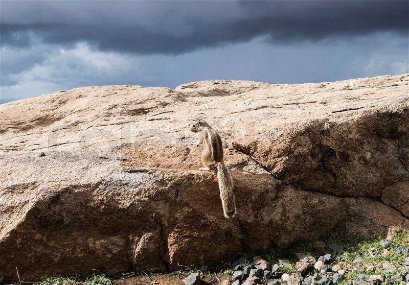 Barbary ground squirrel on rocks on island of Fuerteventura, stock photo