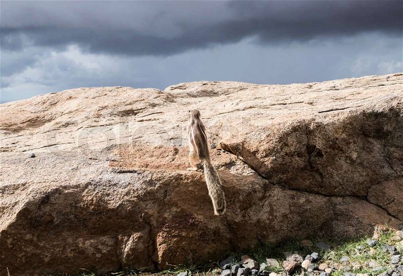 Barbary ground squirrel on rocks on island of Fuerteventura looking up at dark overcast sky, stock photo