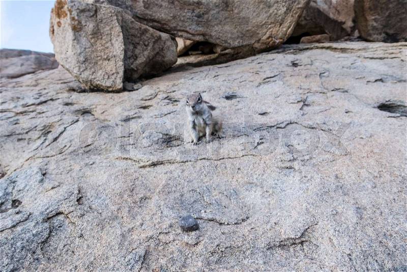 Barbary ground squirrel on rocks formation on island of Fuerteventura, stock photo