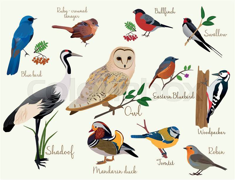 Bird icons. Colorful realistic birds icons set isolared on the white, vector