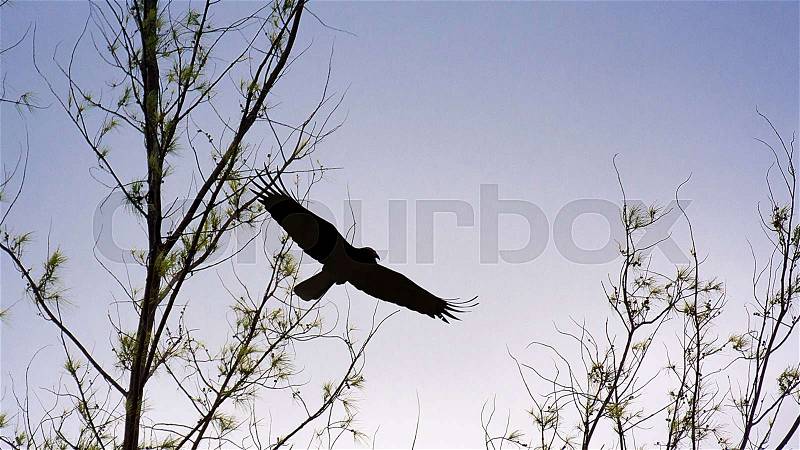 Crow Flying Amongst Bare Tree Branches In Time Sunset, stock photo