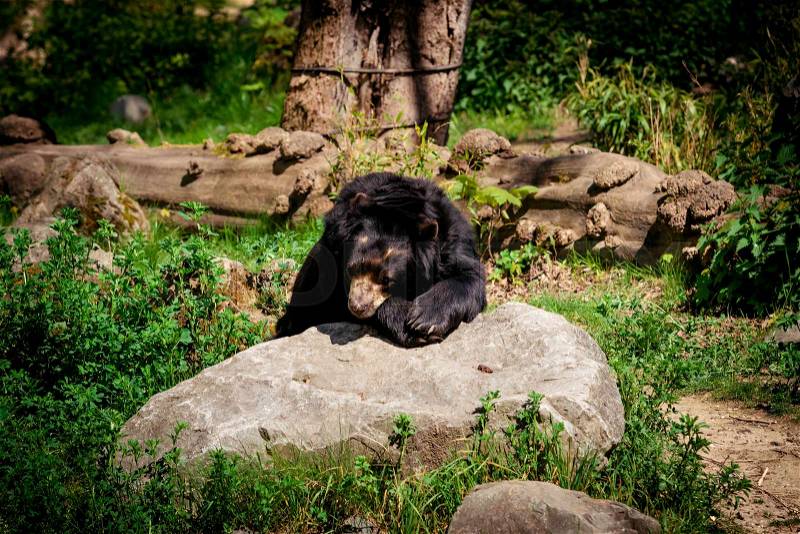 Black bear. A big black bear, stock photo