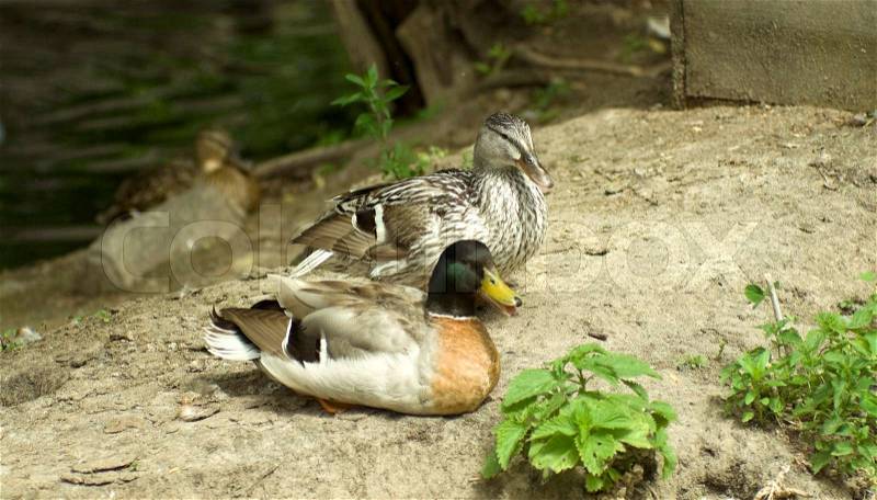 Wild ducks, stock photo