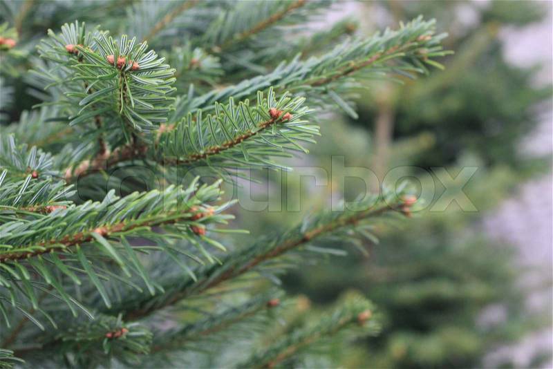Pine branch close to the, stock photo