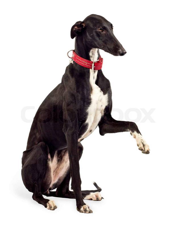 Greyhound dog, 18 months old, sitting in front of white
