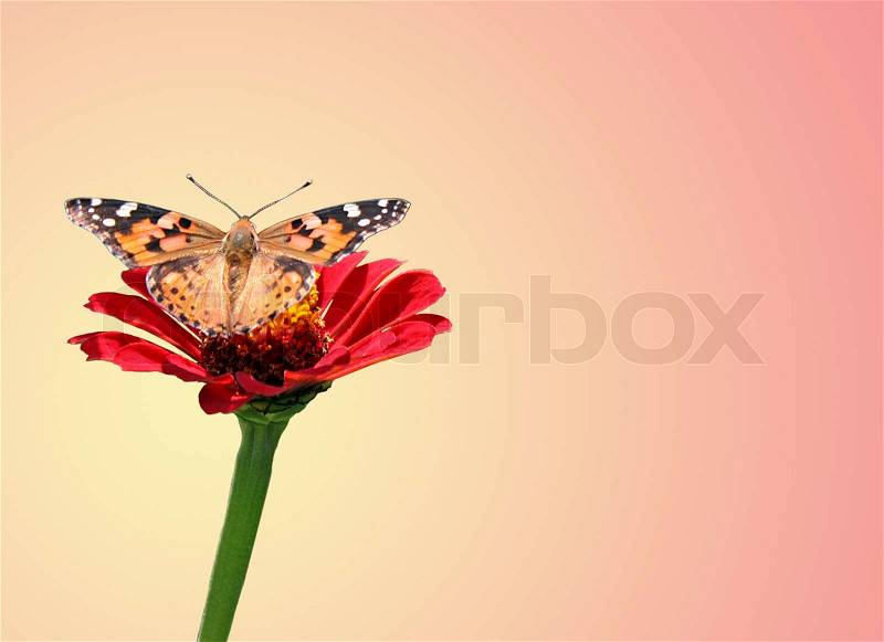 Abstract background with butterfly (Painted Lady) on flower (zinnia), stock photo