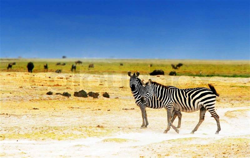 African safari, wild zebras family and landscape of Amboseli National Park, Kenya, stock photo