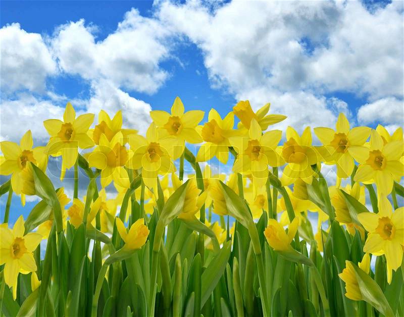 A Field Of Yellow Daffodil Flowers Against A Blue Sky, stock photo