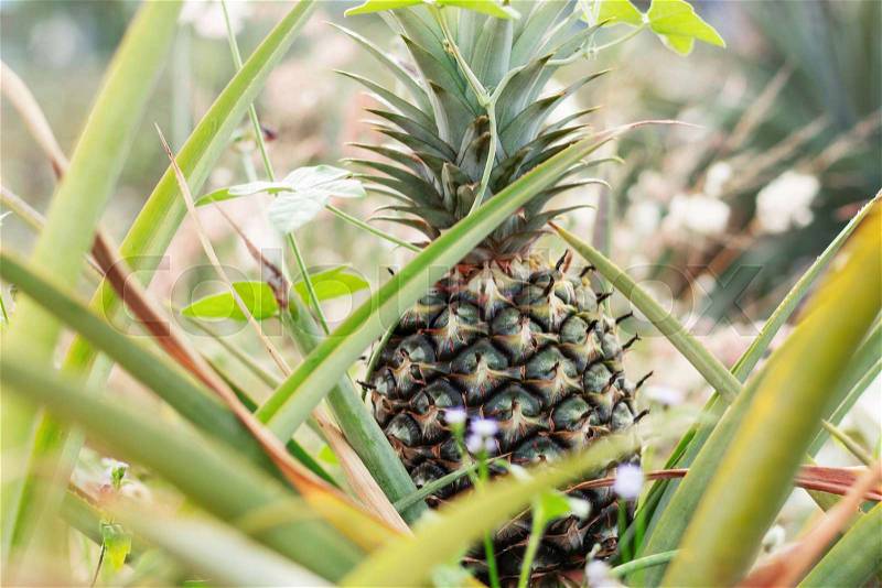 Pineapple at the farm of countryside, stock photo