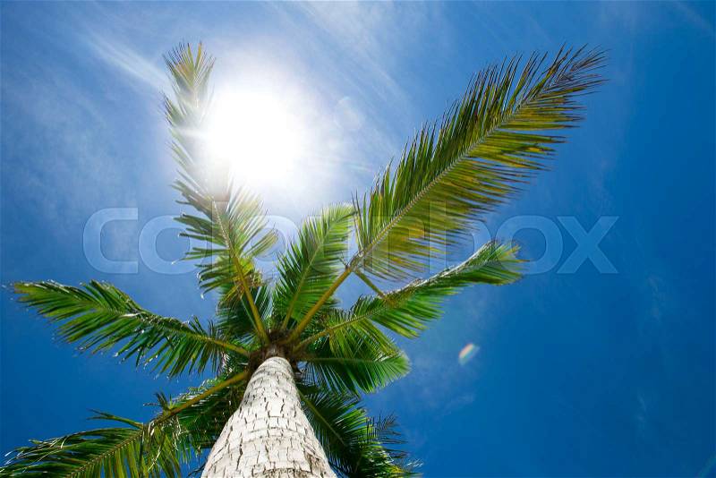 Palm trees against blue sky, Palm trees at tropical coast, stock photo