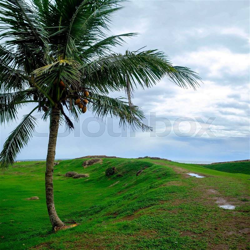 Coconut palm tree alone on green grass and cloudy sky, stock photo