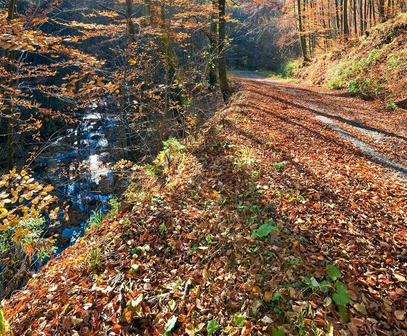 Autumn mountain dirty road and beautiful October beech forest Carpathian, Ukraine, stock photo
