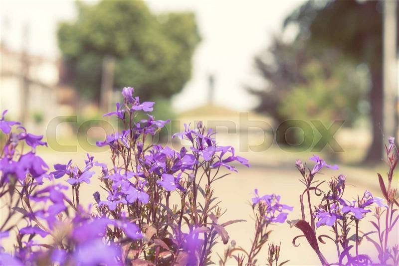 Purple lilac flowers at the city park alley background. Beautiful spring background, close up, shallow depth of field, stock photo