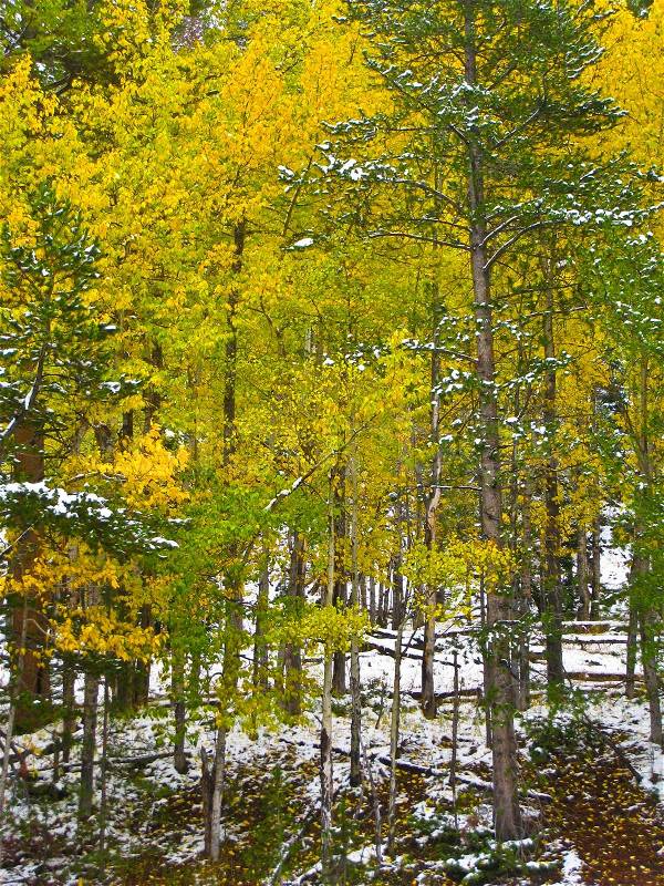 First snow in the aspen forest, stock photo