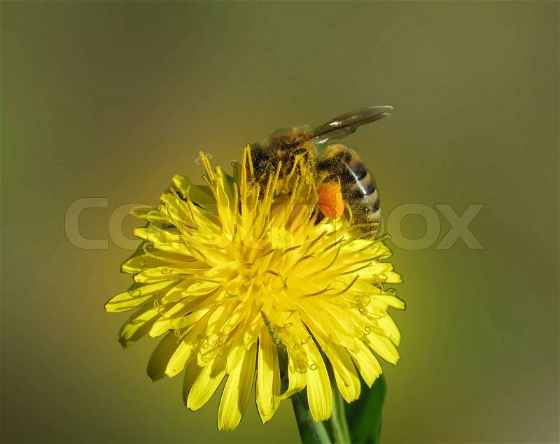 Bee on flower, stock photo
